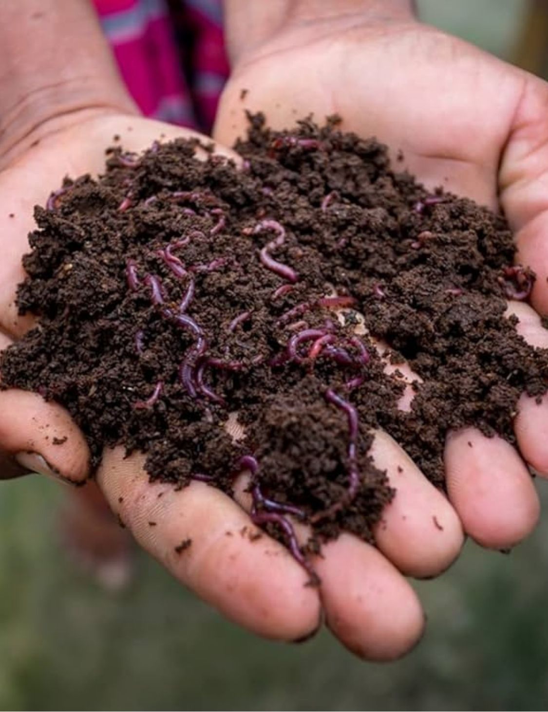 Premium Vermicompost Fertilizer